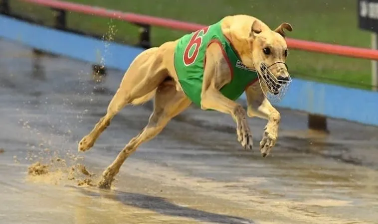 Bí Kíp Thắng Lớn Game Nhanh Đua Chó Tại SA88 Với Chiến Thuật Hiệu Quả 1 Đua Chó tại SA88